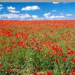Feriegård Agriturismo Mare Natura Castiglione della Pescaia